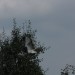 mini-IMG_1314